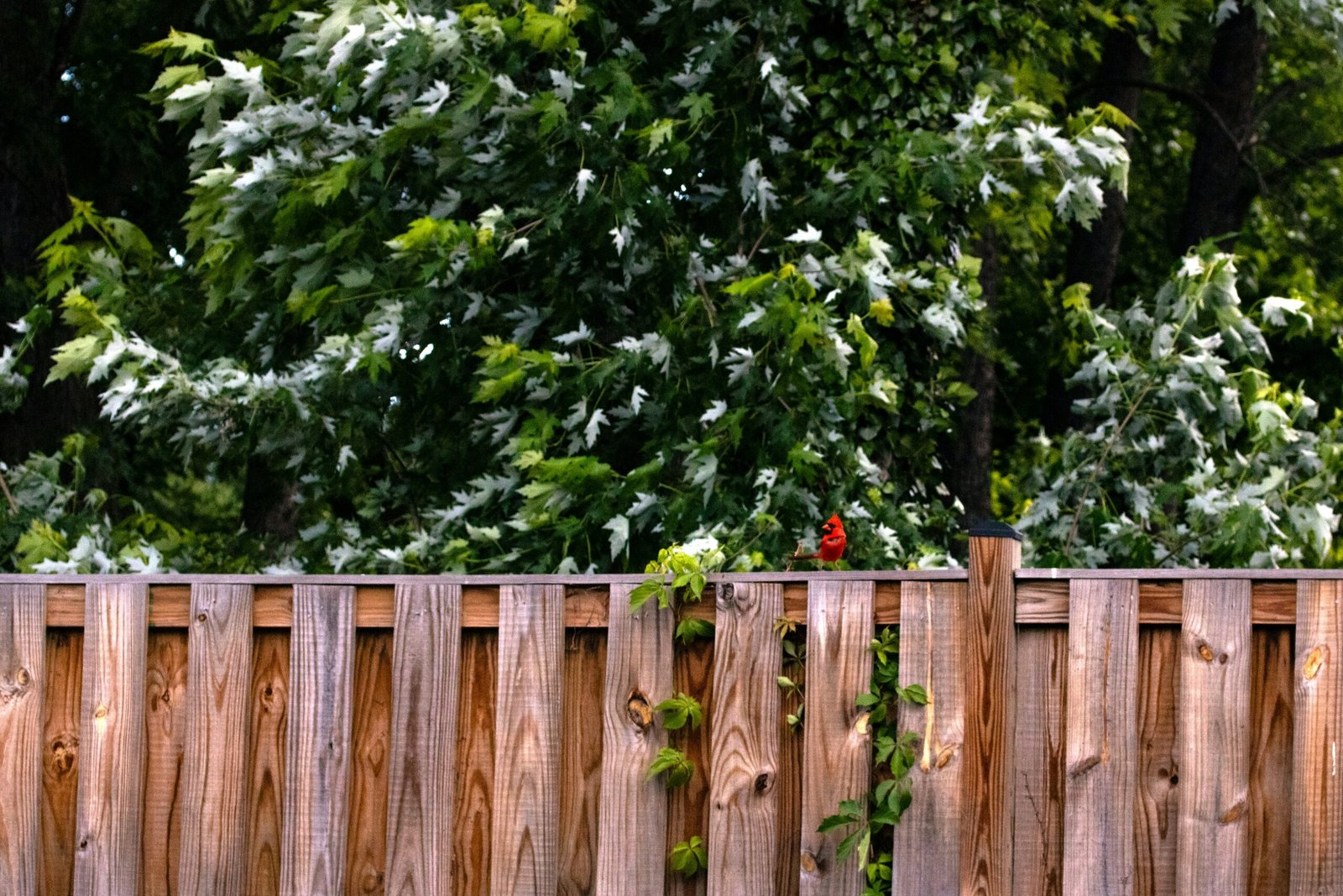 Cheap Privacy Fence Ideas: Budget‑Friendly Ways to Get Real Backyard Privacy