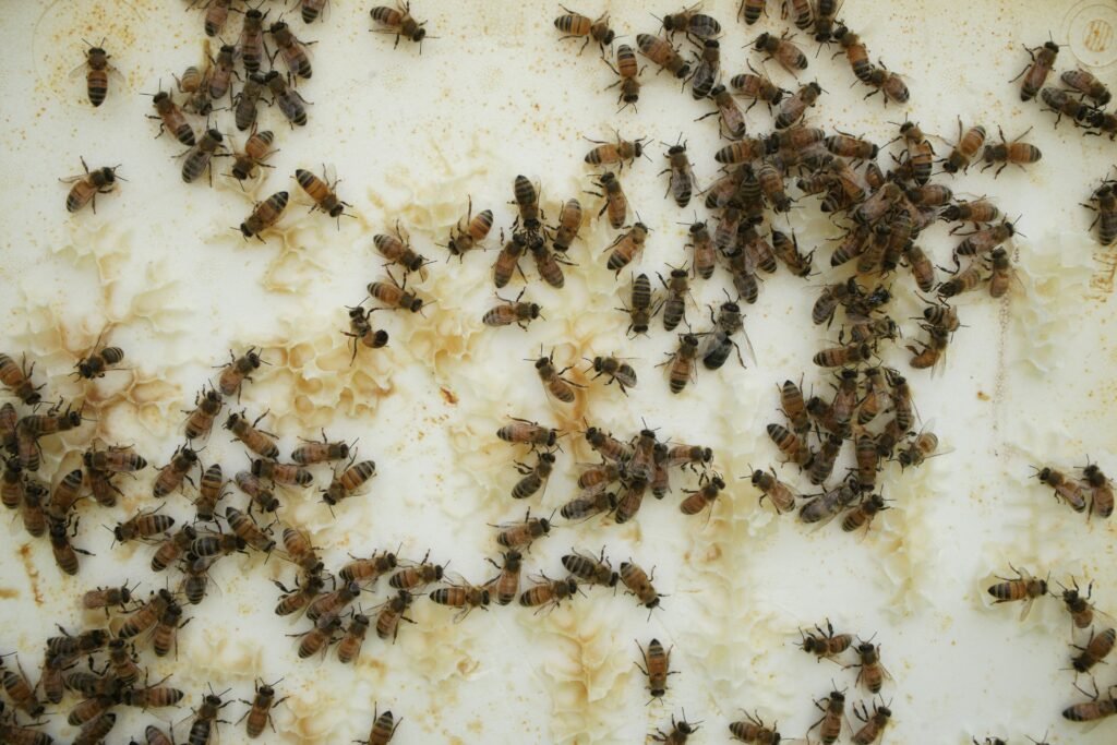 How to Get Rid of Gnats covering home remedies, gnat traps, breeding area removal, indoor pest control, and prevention methods.