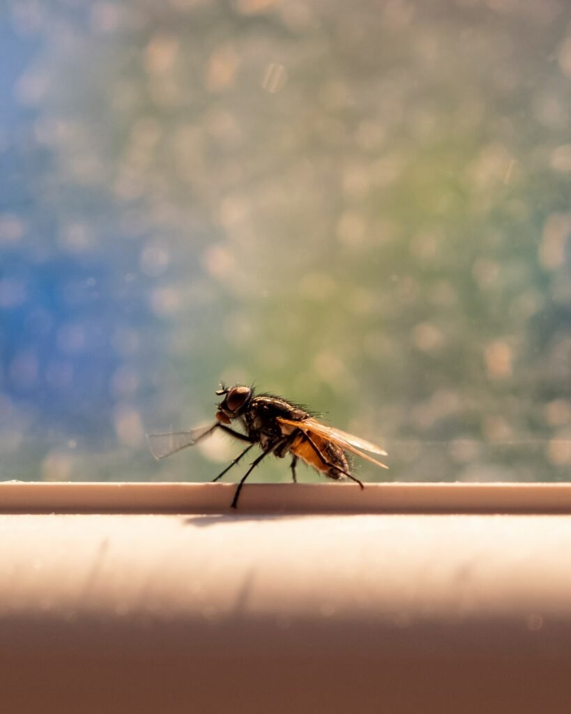 How to Get Rid of Gnats featuring DIY traps, natural remedies, indoor plant care, drain cleaning, and gnat prevention tips.