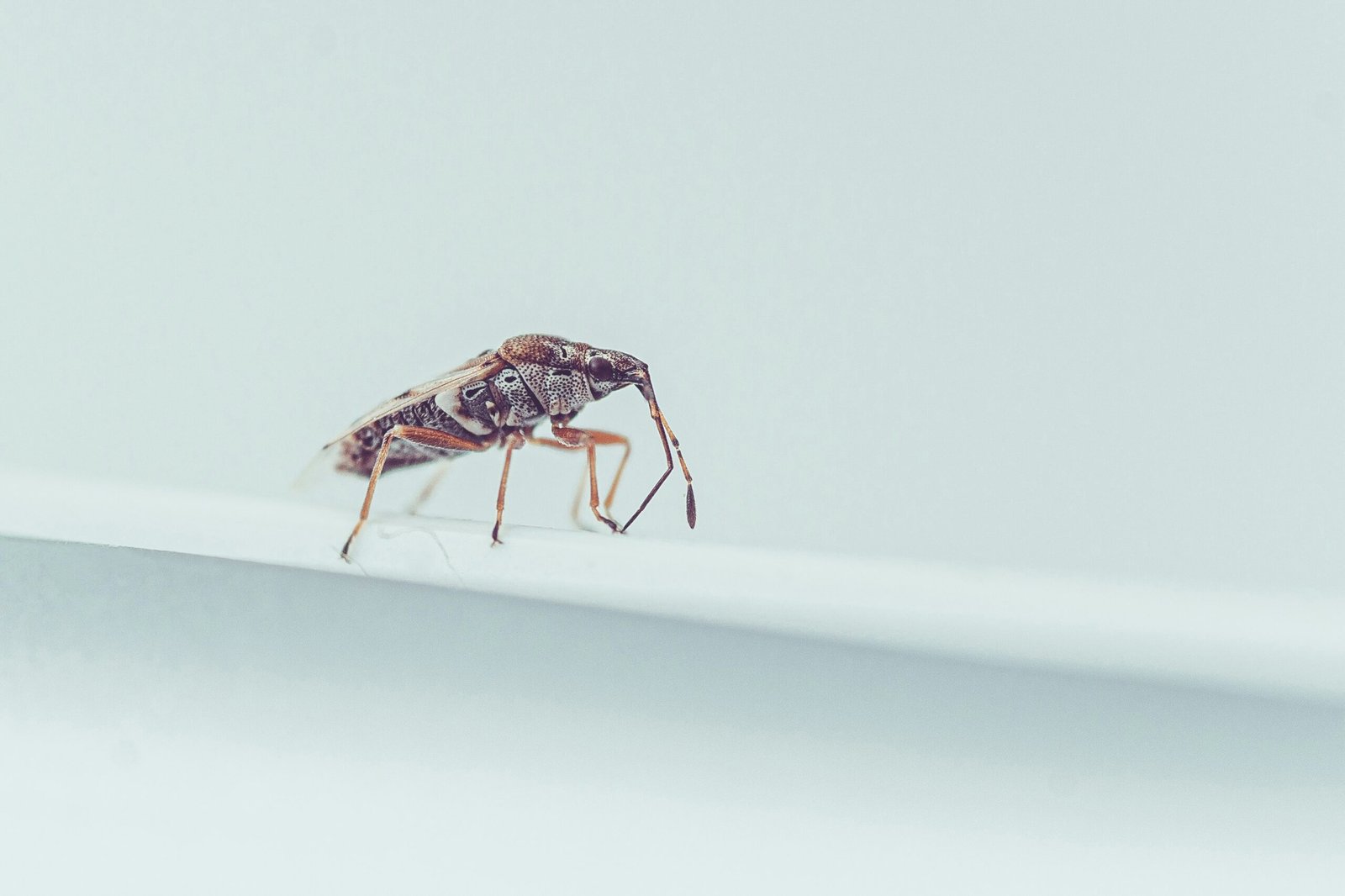 How to Get Rid of Gnats guide to natural repellents, moisture control, DIY traps, indoor pest management, and long-term prevention.